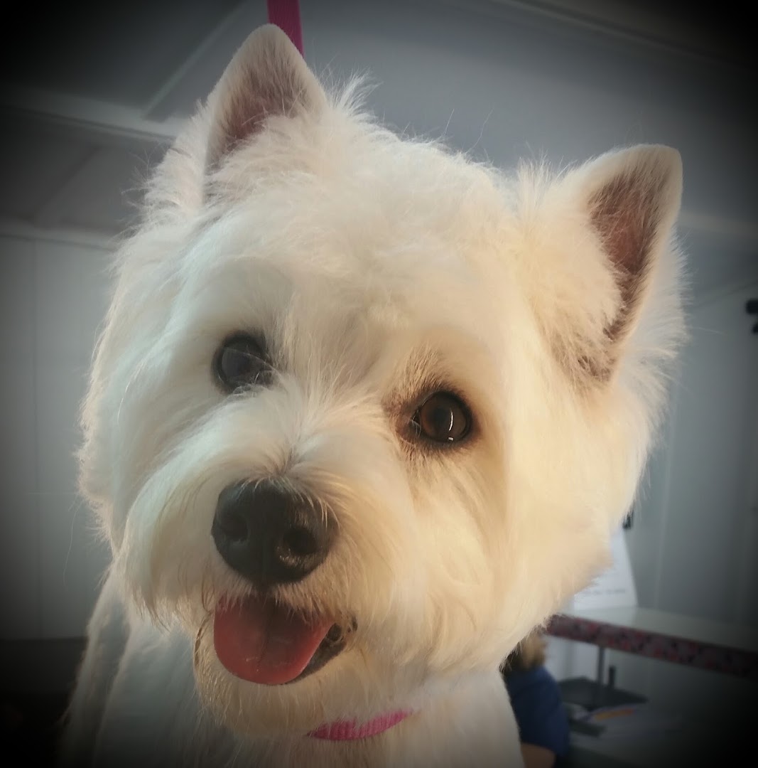 Pawfect Style Dog Grooming SPA · Photos 7