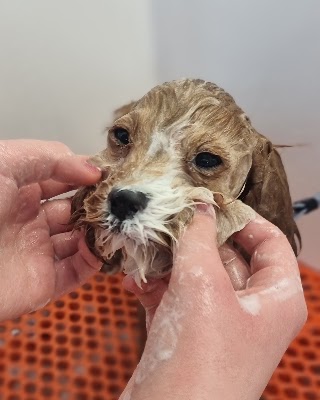 Pawfect Style Dog Grooming SPA · Photos 18