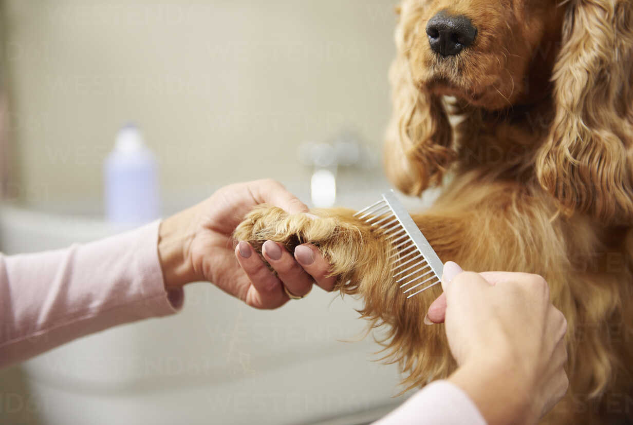 Pawfect Style Dog Grooming SPA · Photos 3