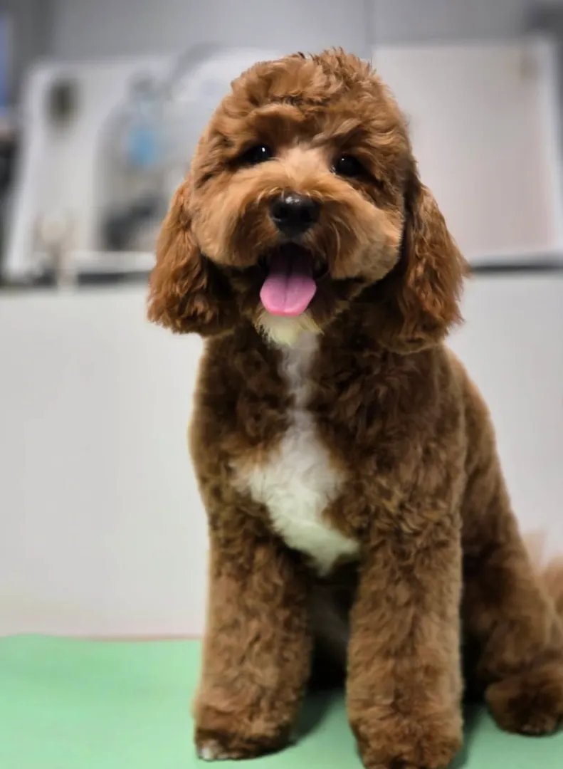 Pawfect Style Dog Grooming SPA · Photos 12