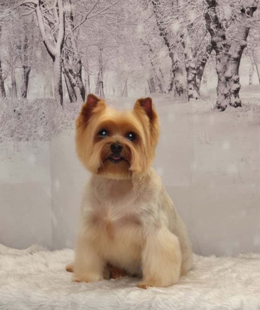 Pawfect Style Dog Grooming SPA · Photos 9