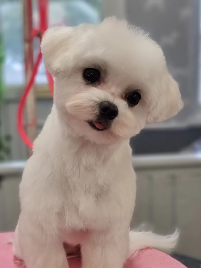 Pawfect Style Dog Grooming SPA · Photos 11