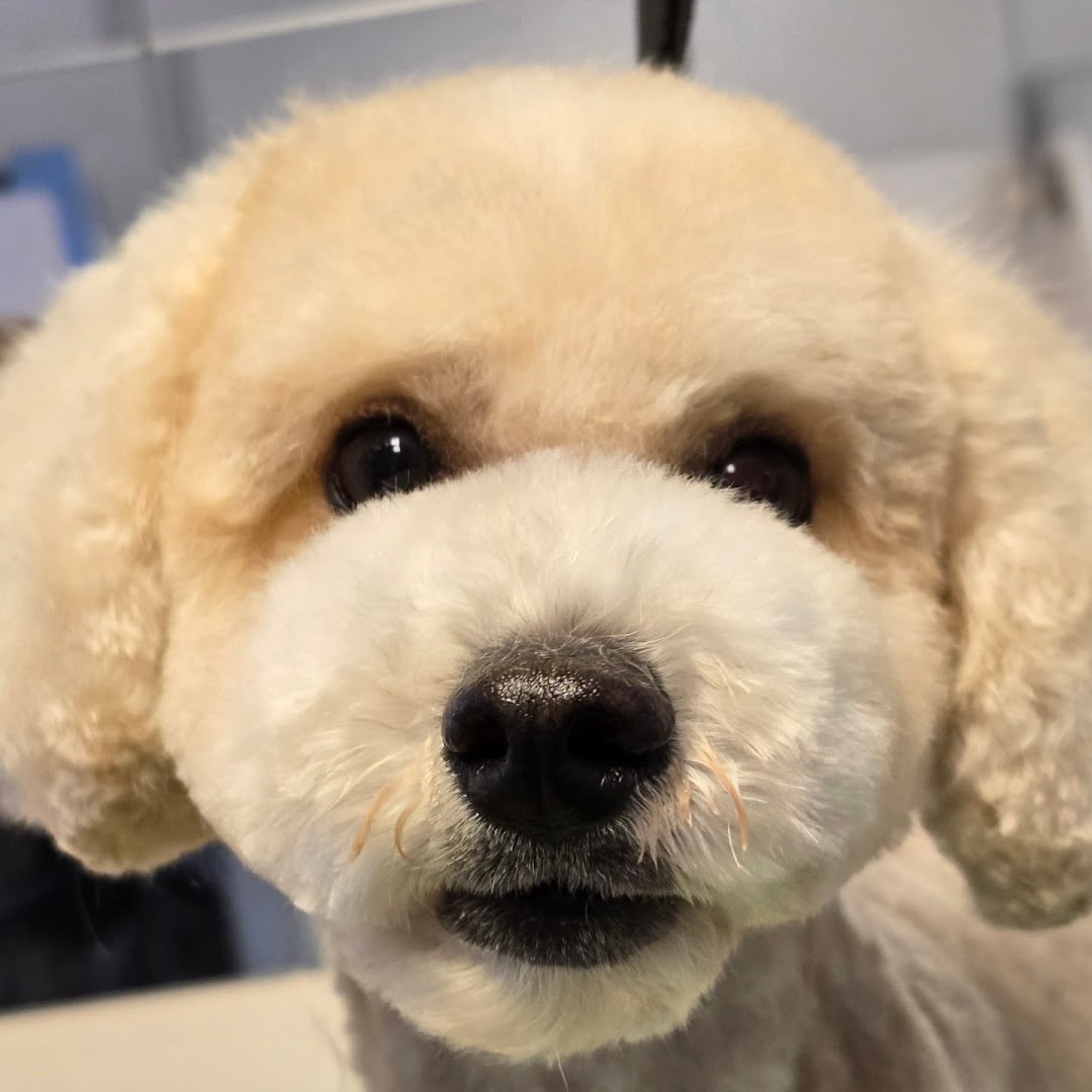 Pawfect Style Dog Grooming SPA · Photos 4