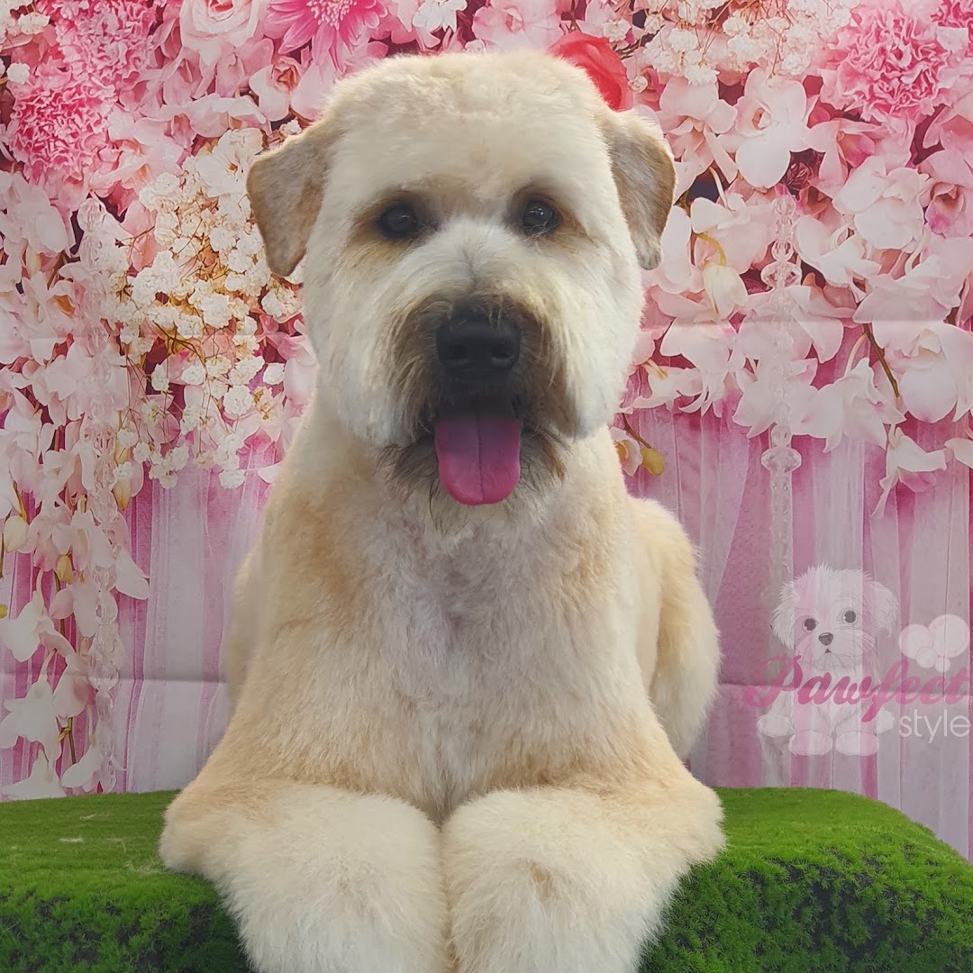 Pawfect Style Dog Grooming SPA · Photos 6