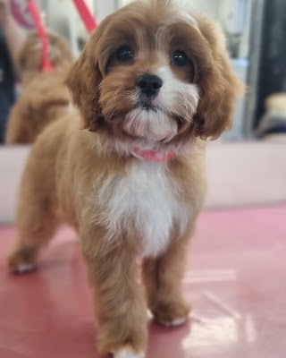 Pawfect Style Dog Grooming SPA · Photos 17