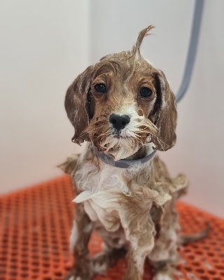 Pawfect Style Dog Grooming SPA · Photos 16