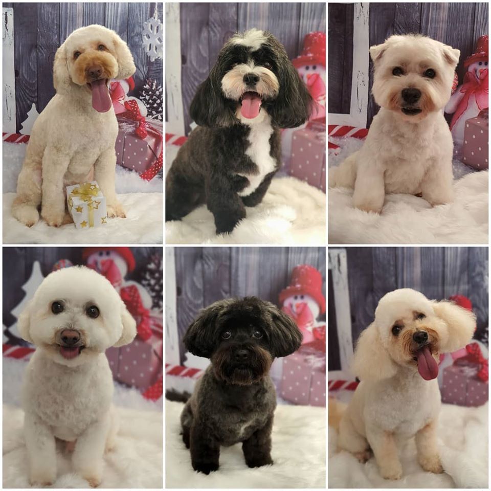Pawfect Style Dog Grooming SPA · Photos 8