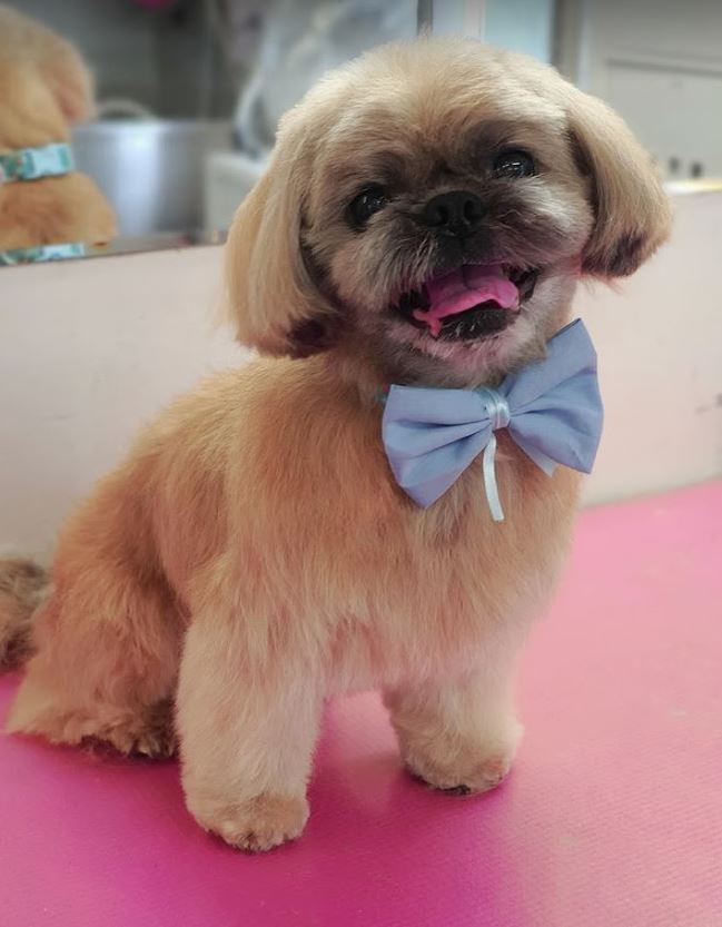 Pawfect Style Dog Grooming SPA · Photos 13