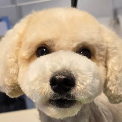 Pawfect Style Dog Grooming SPA · Photos 15