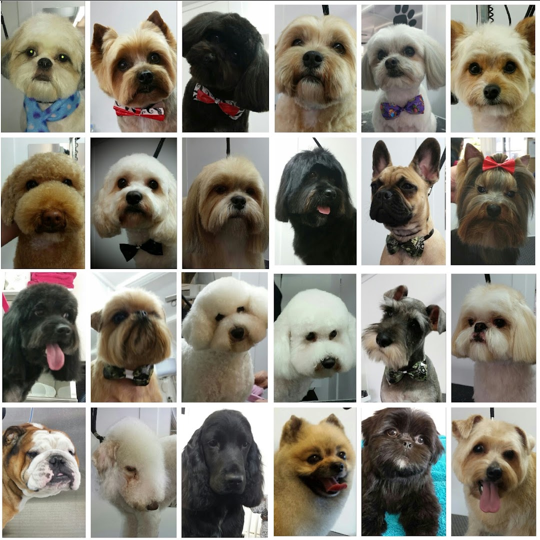 Pawfect Style Dog Grooming SPA · Photos 5