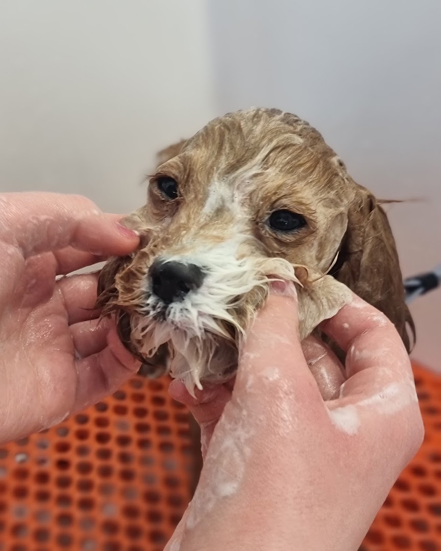 Pawfect Style Dog Grooming SPA · Photos 10